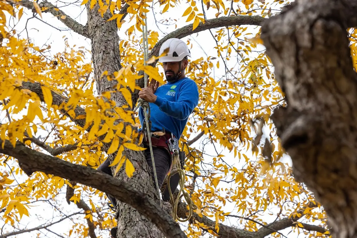 Skilled Tree Trimming crew working in Alba